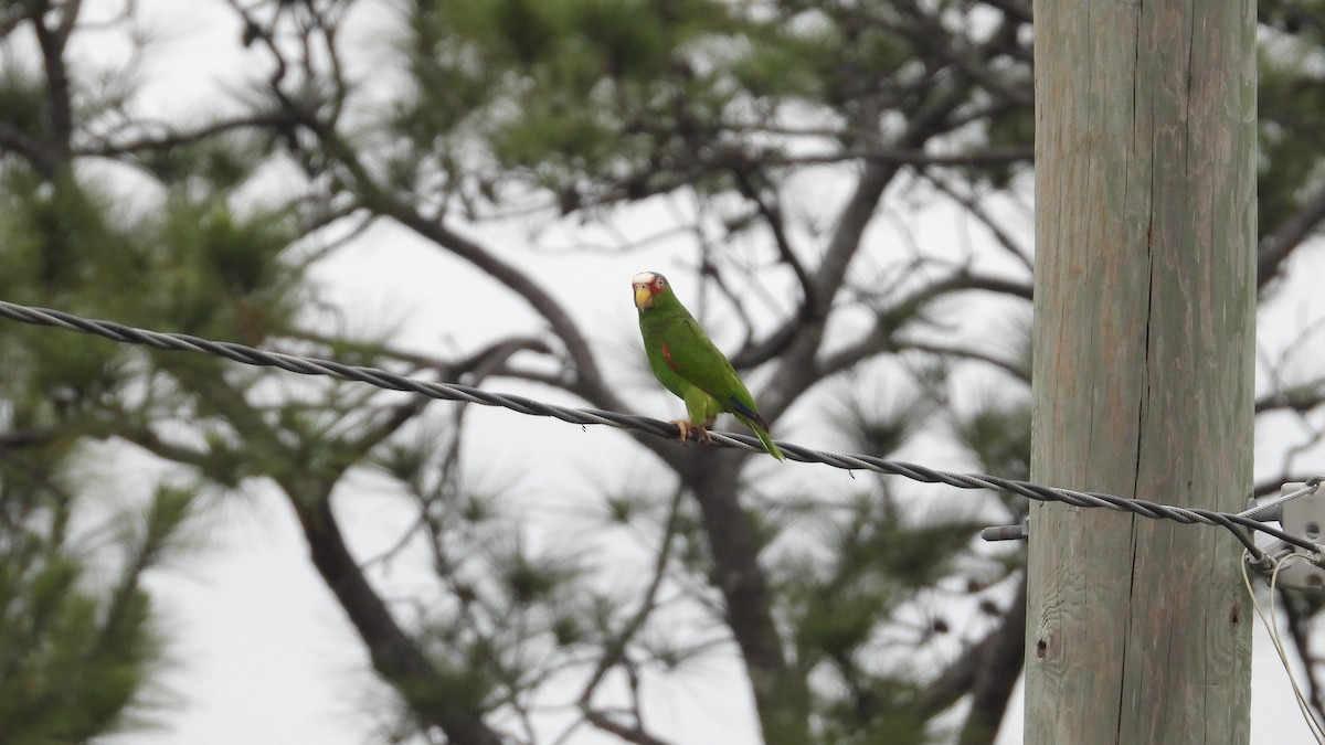 White-fronted Parrot - ML617564313