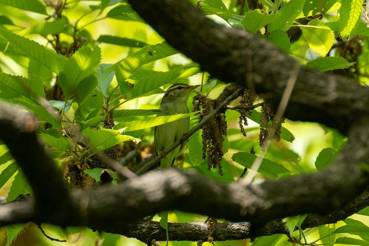 Eastern Crowned Warbler - ML617564418