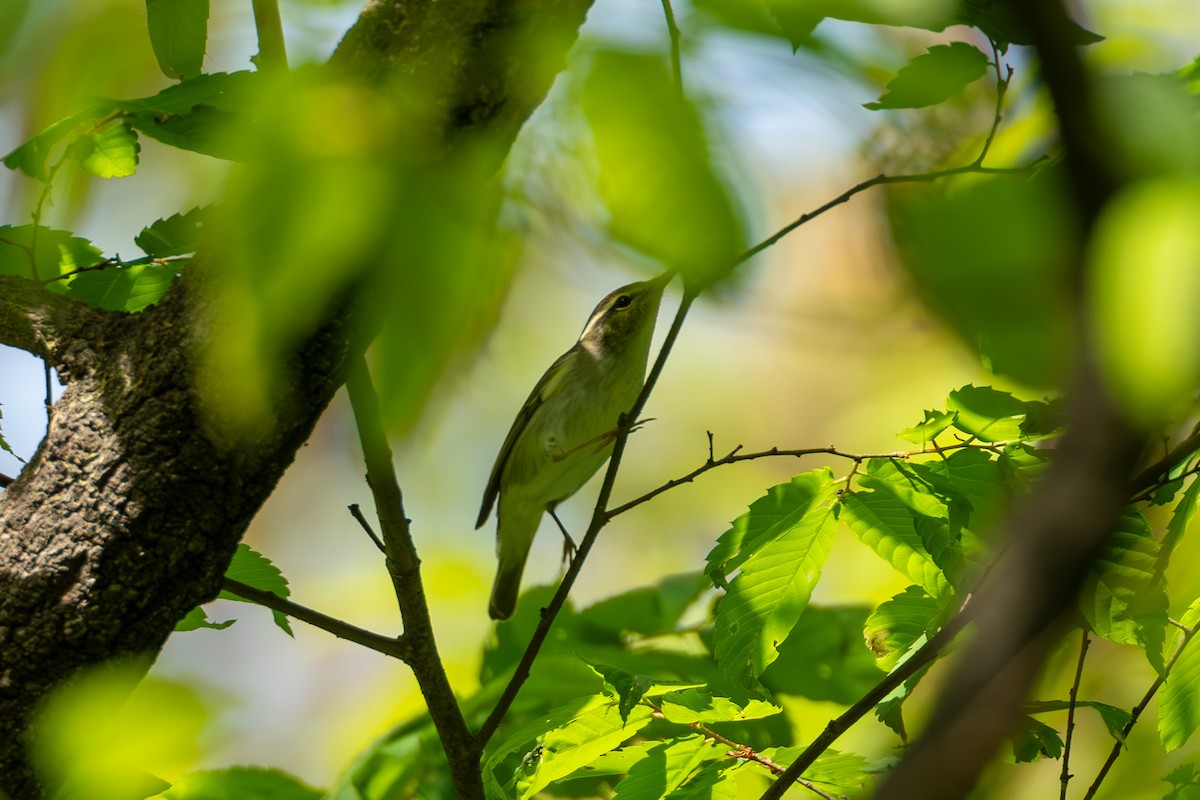 Eastern Crowned Warbler - Paul Ha