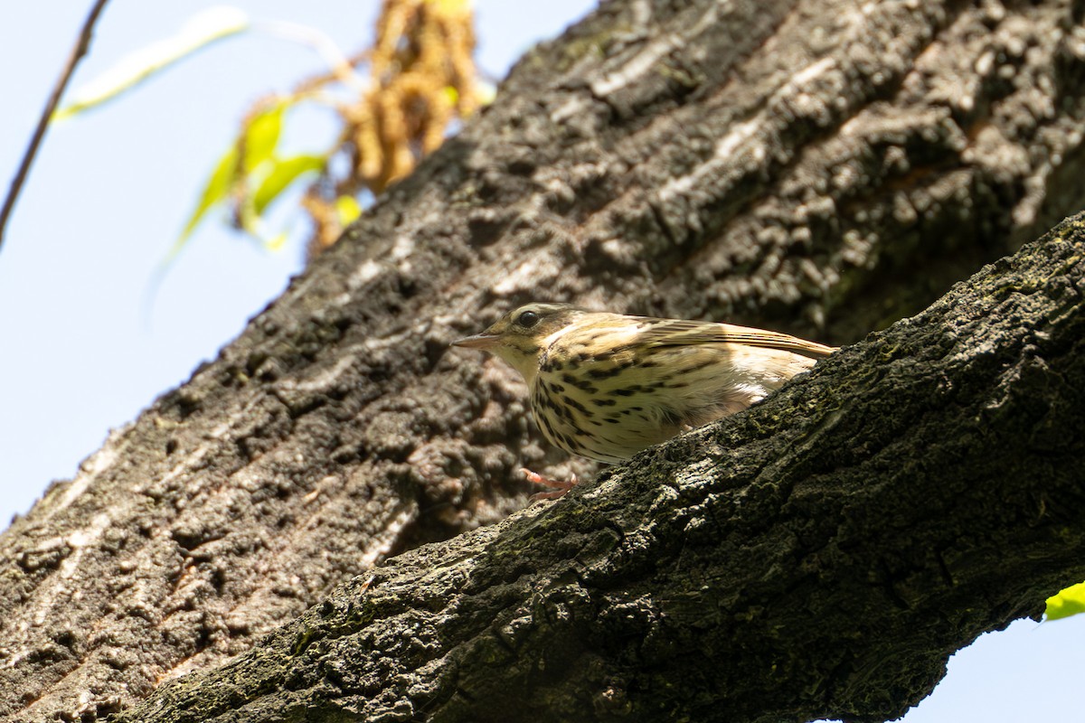 Olive-backed Pipit - ML617564436
