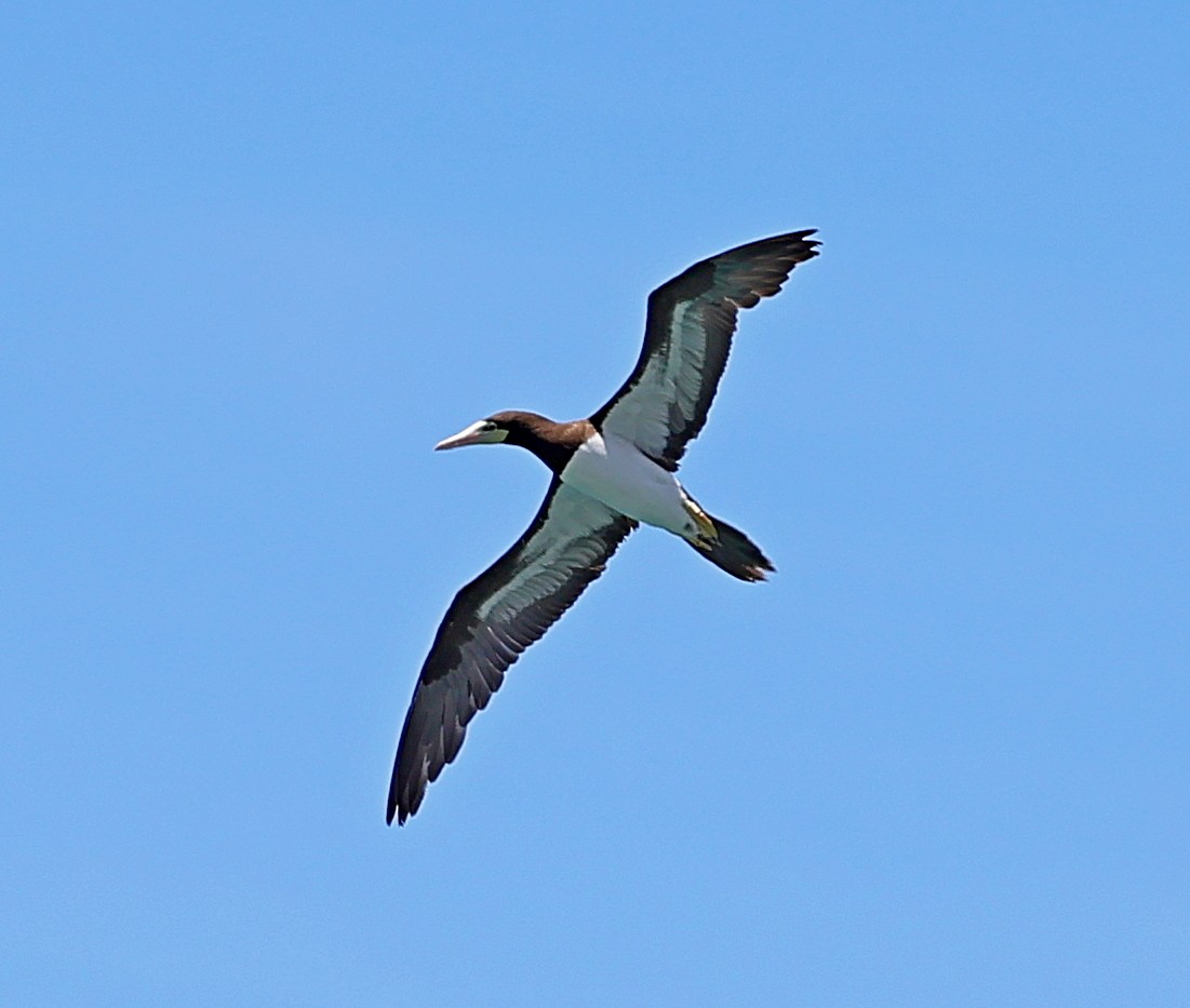 Brown Booby - ML617564553