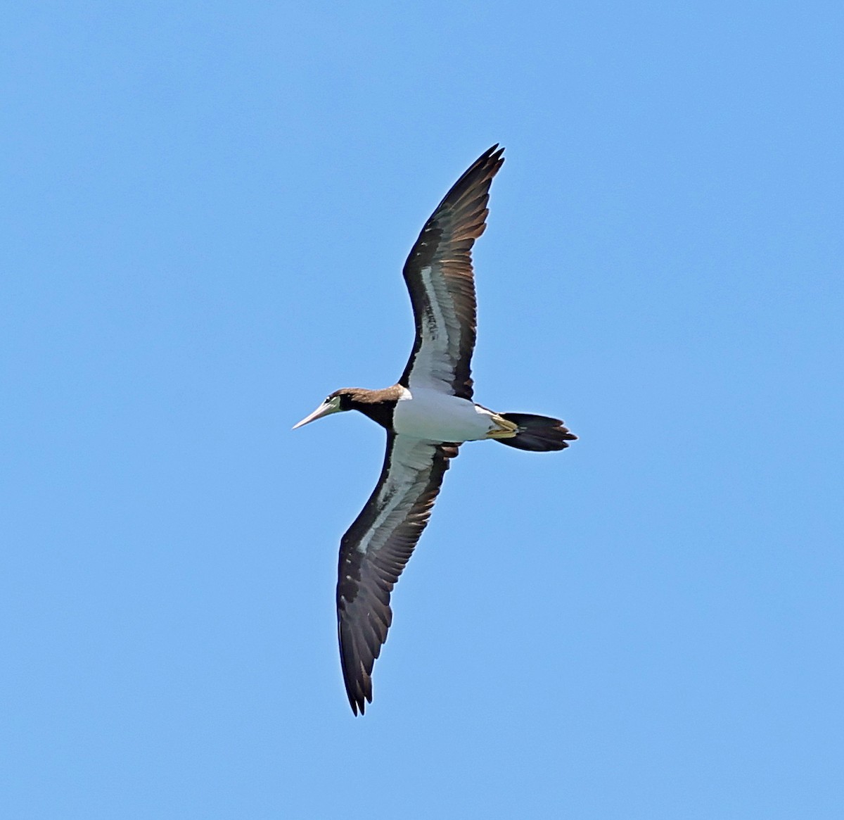 Brown Booby - ML617564554