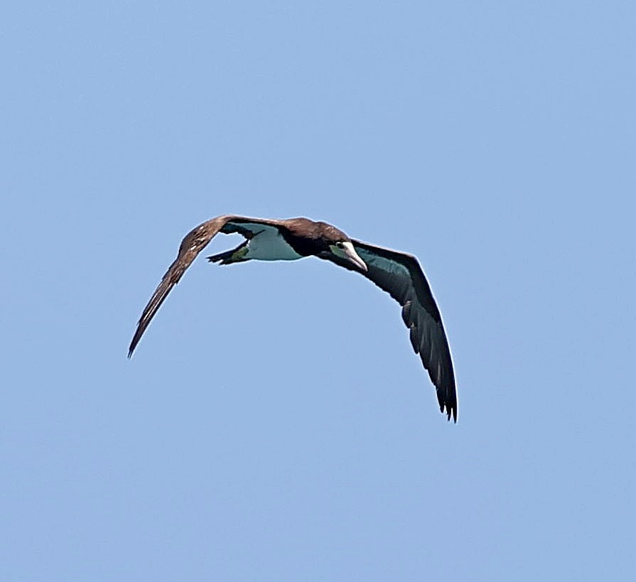 Brown Booby - ML617564556