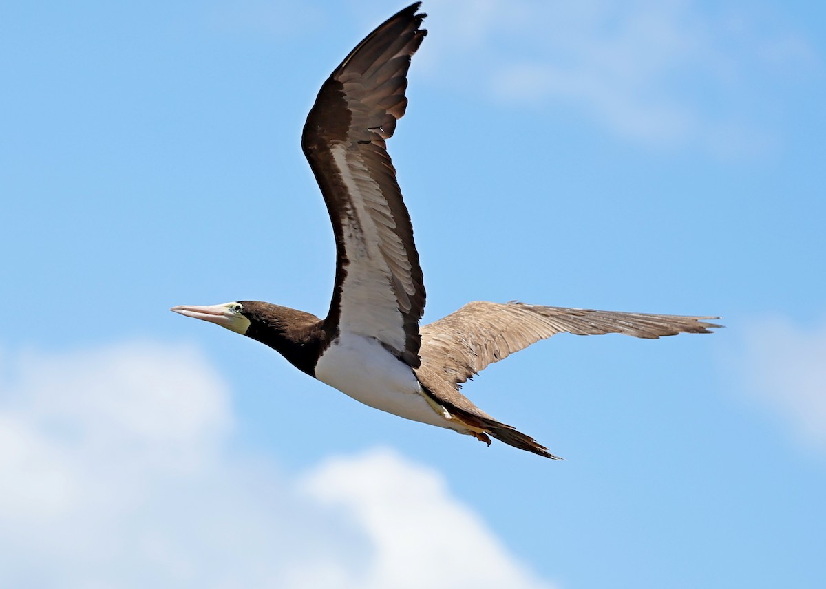 Brown Booby - ML617564557