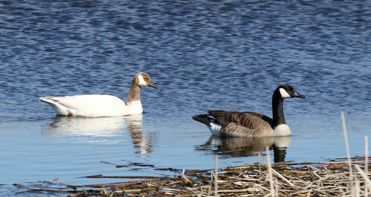 Canada Goose - Sandy Vorpahl
