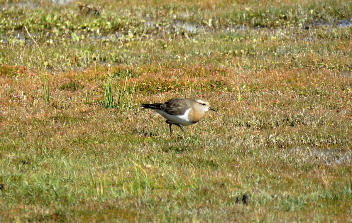 Rufous-chested Dotterel - ML617564641