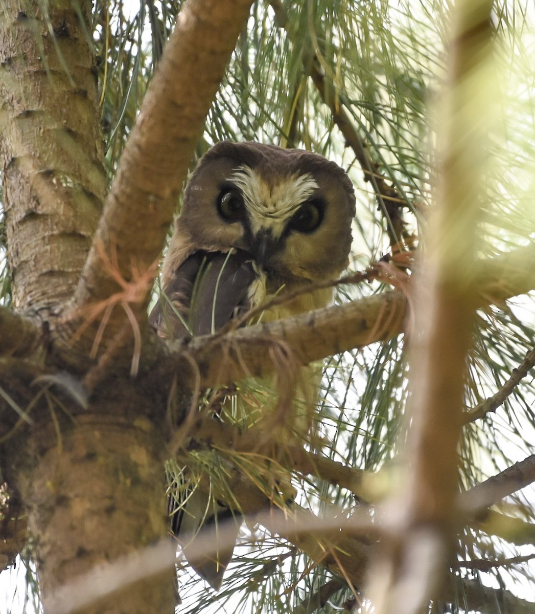 Unspotted Saw-whet Owl - ML617564656