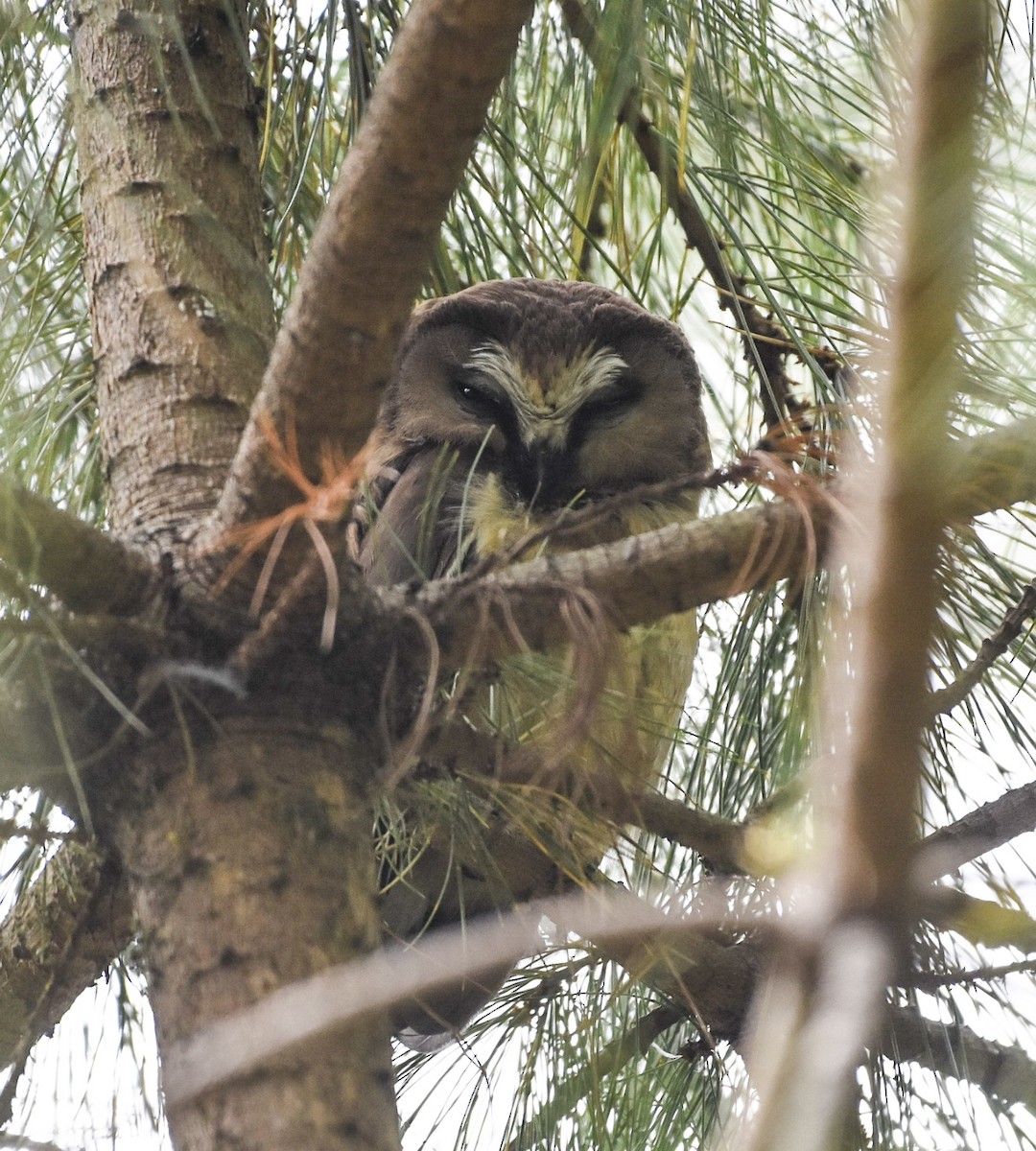 Unspotted Saw-whet Owl - Esteban Matías (birding guide) Sierra de los Cuchumatanes Huehuetenango esteban.matias@hotmail.com                             +502 53810540