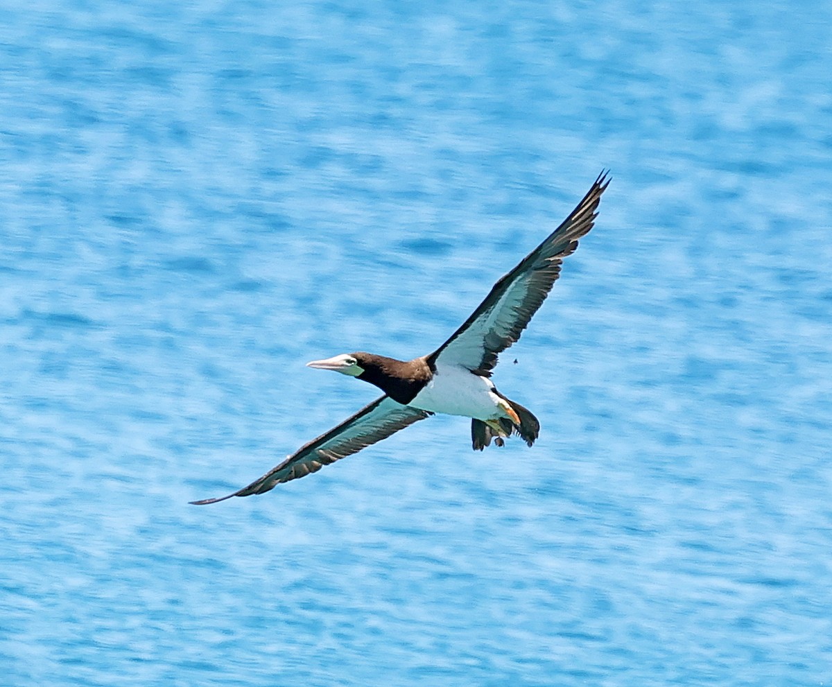Brown Booby - ML617564667