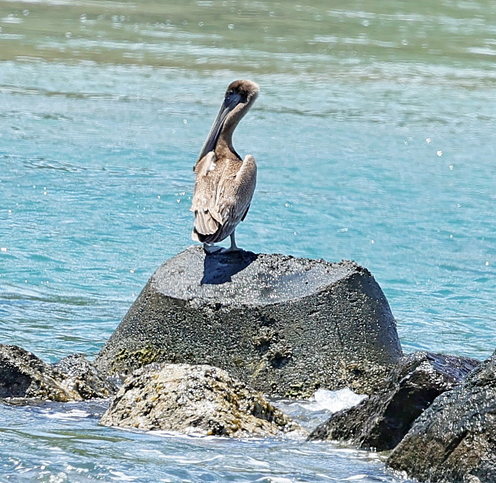 pelikán hnědý - ML617564675