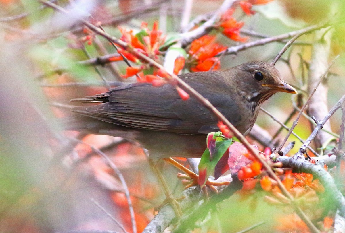 Ebird Checklist - 14 Apr 2024 - Sattal Mahara Gaon Road, Nainital In-ut 