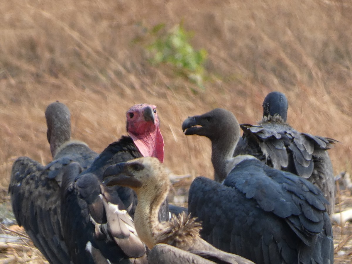 Red-headed Vulture - ML617564736