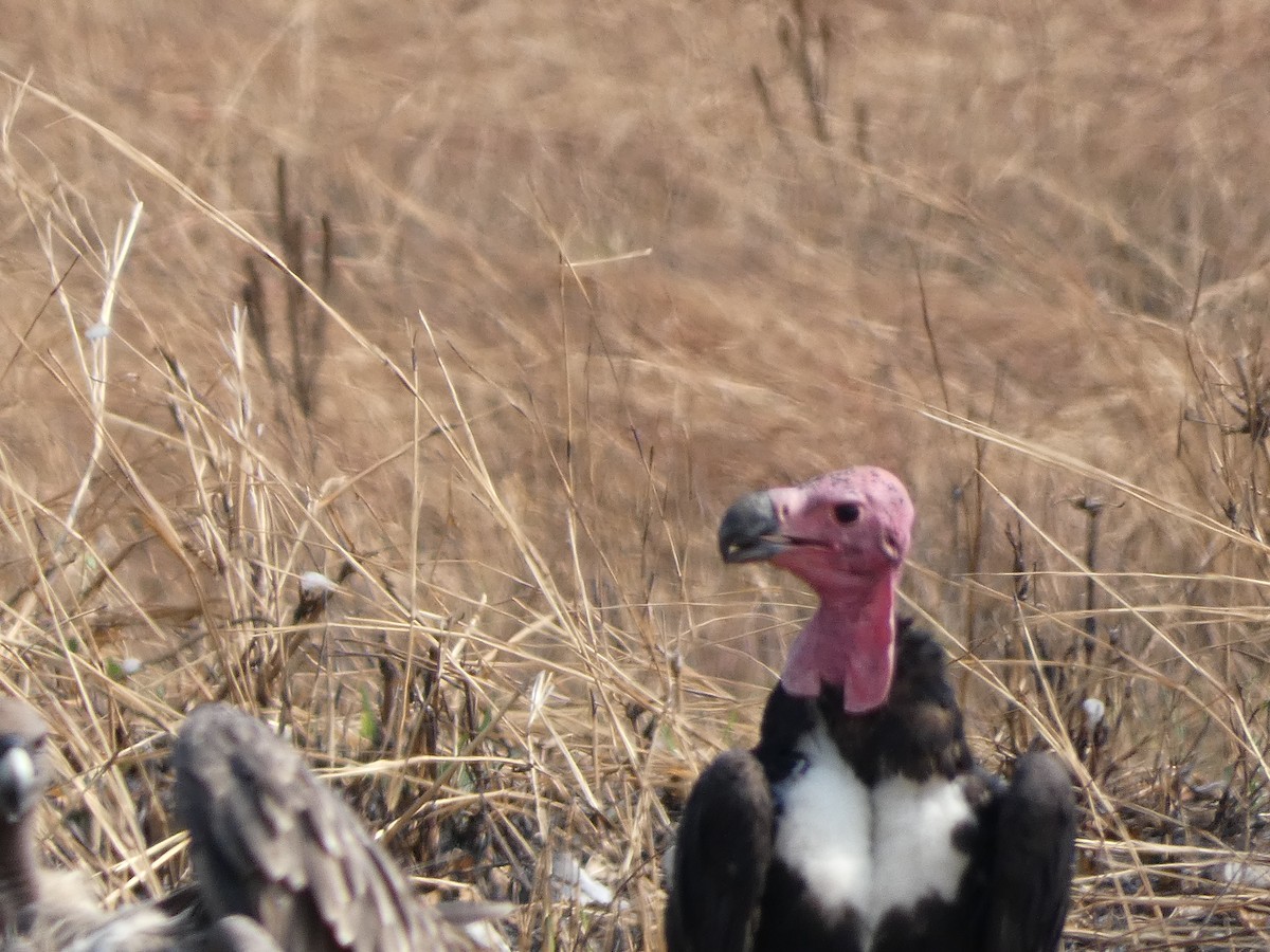 Red-headed Vulture - ML617564739