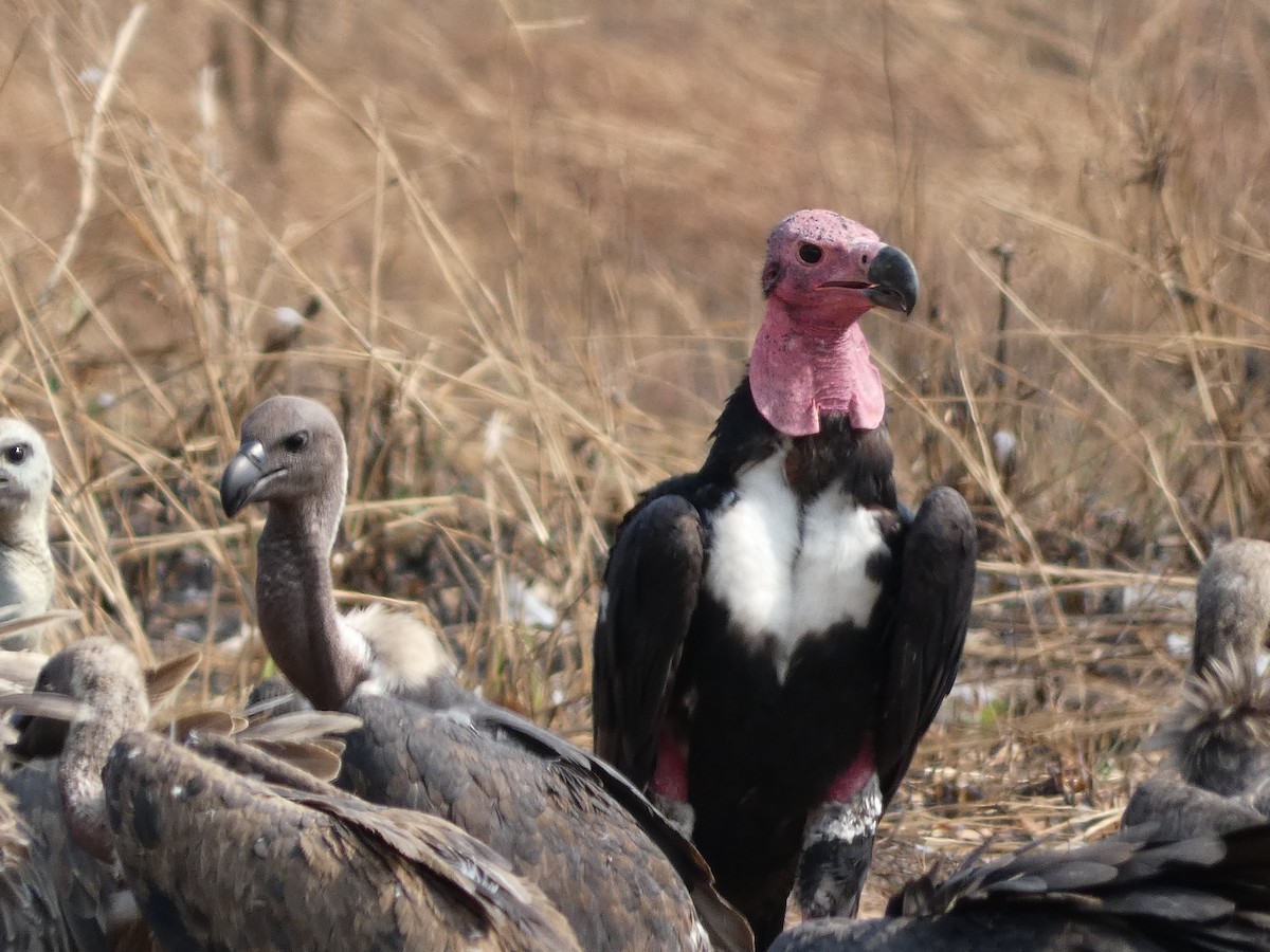 Red-headed Vulture - ML617564740