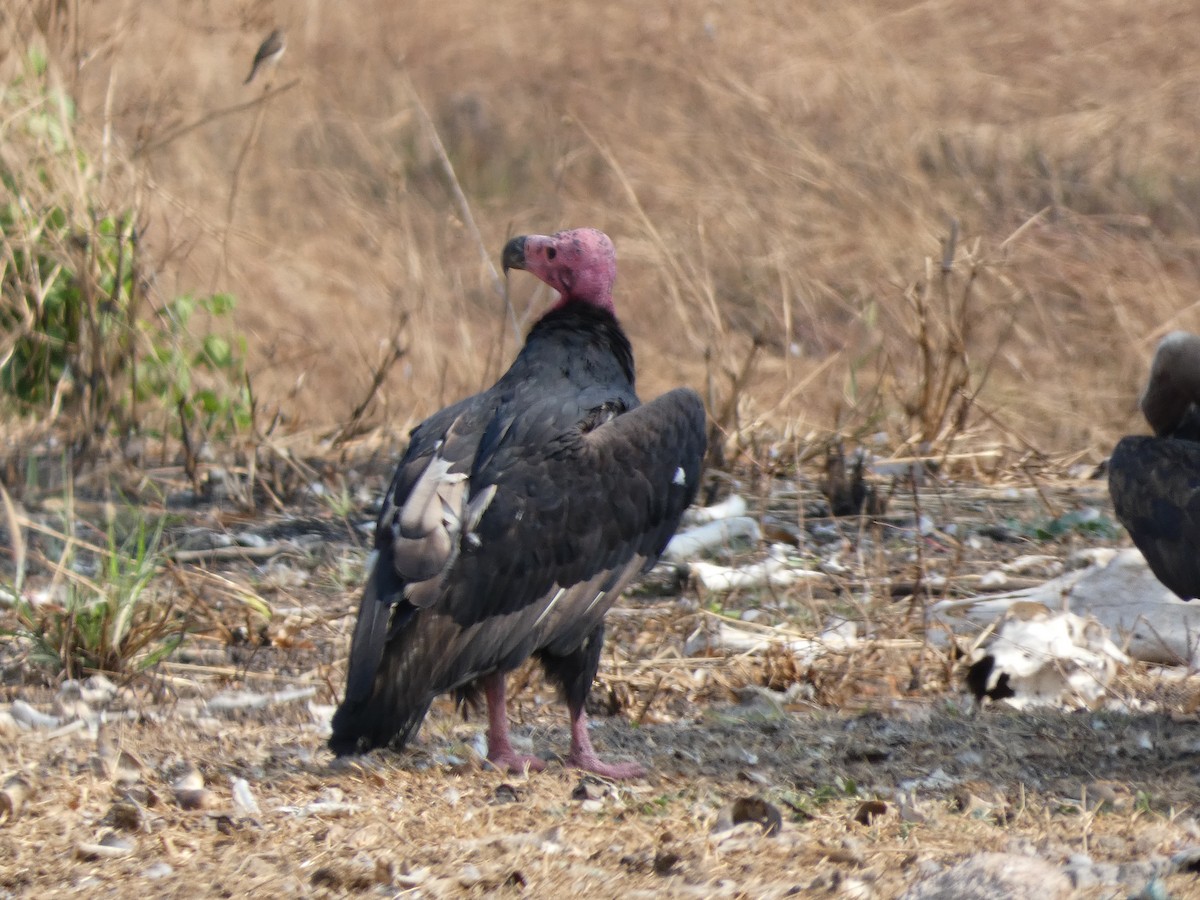 Red-headed Vulture - ML617564741