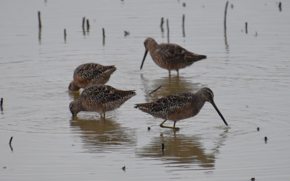 Long-billed Dowitcher - ML617564759
