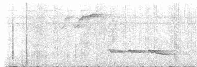 Белогрудый крапивник (pittieri/costaricensis) - ML617564844