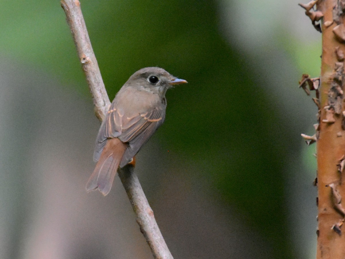 Brown-breasted Flycatcher - ML617564858