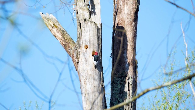 Red-headed Woodpecker - ML617564902