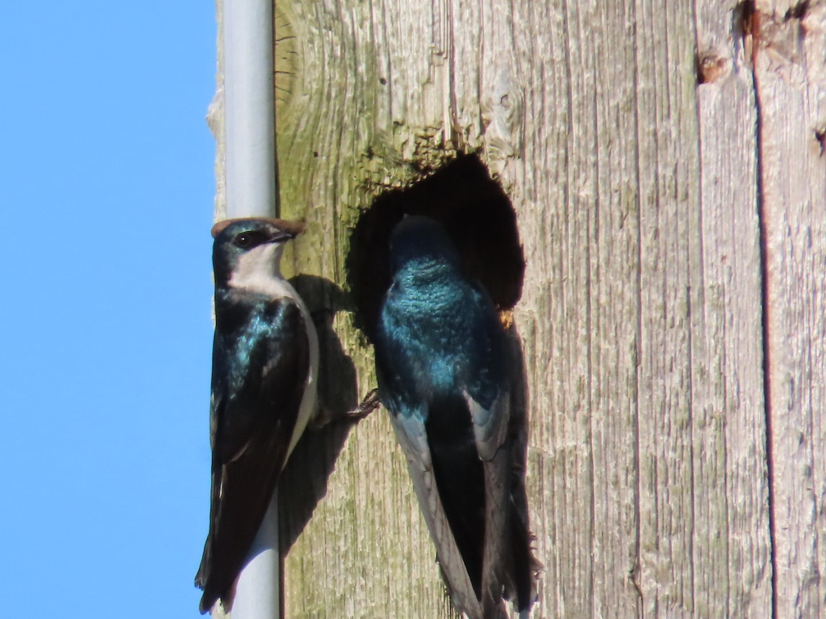 Tree Swallow - Ray Coil