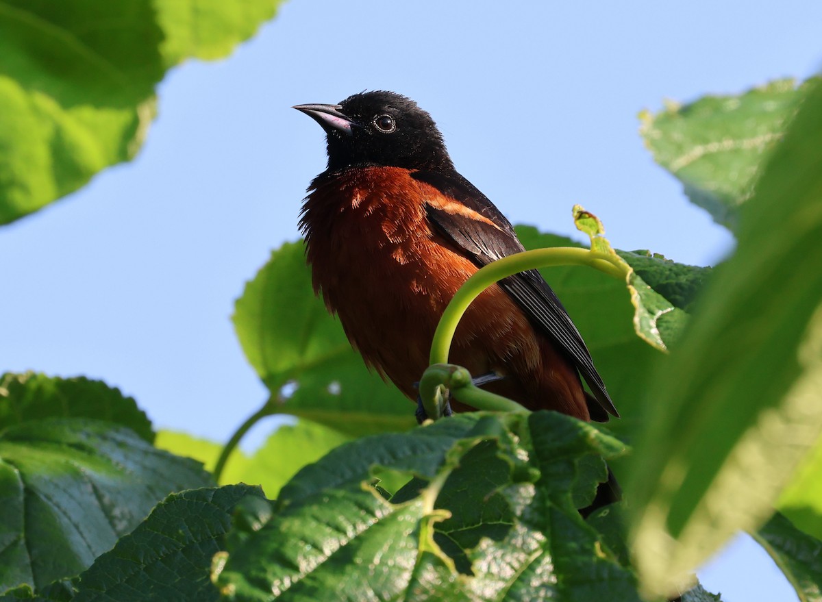 Orchard Oriole - ML617564977