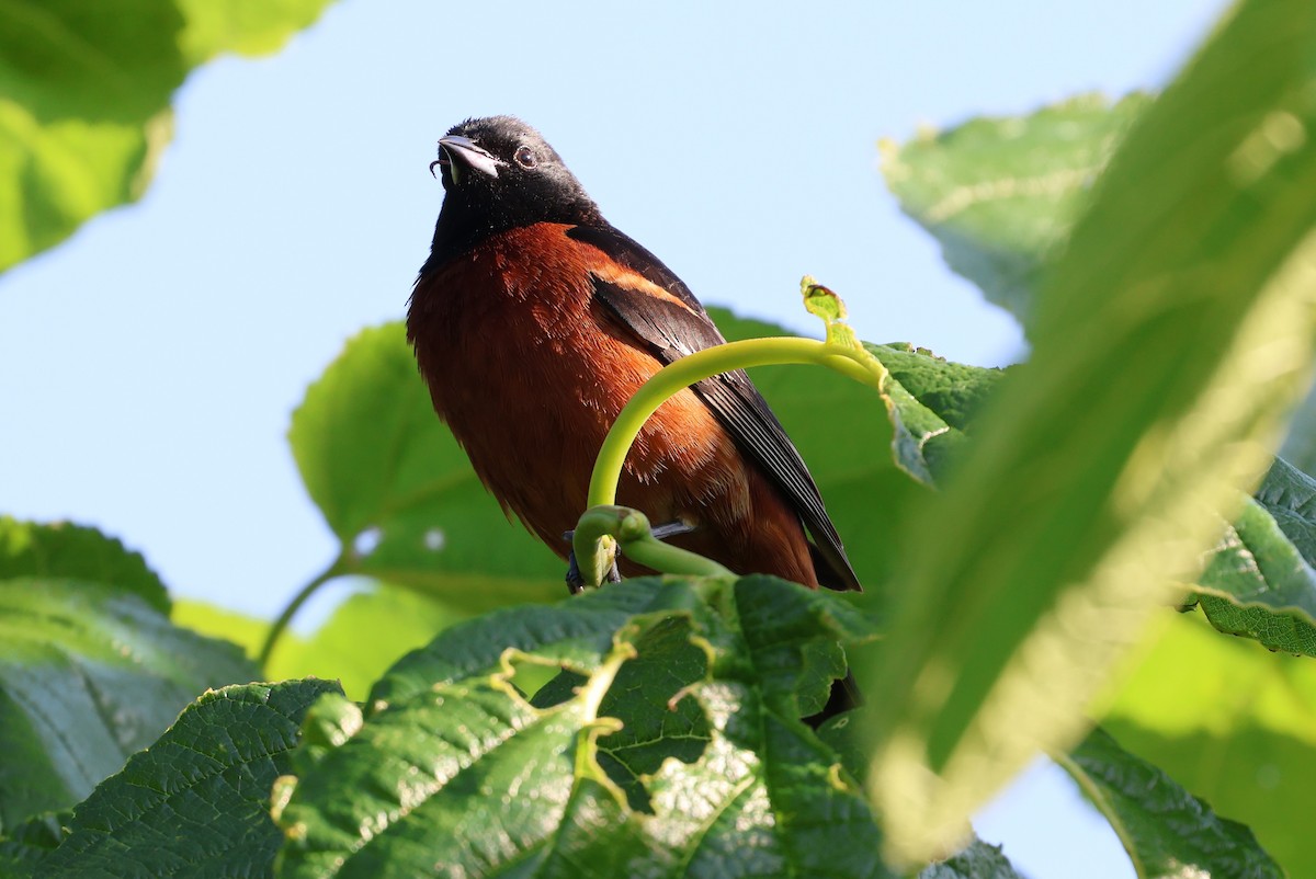 Orchard Oriole - ML617564978