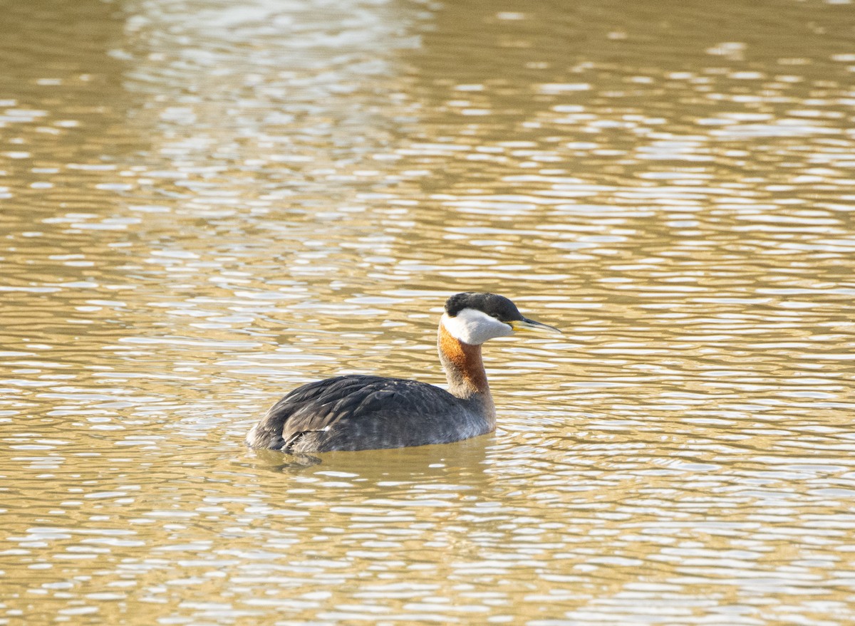 Red-necked Grebe - ML617564992