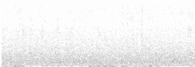 Mirlo Acuático Norteamericano - ML617565052