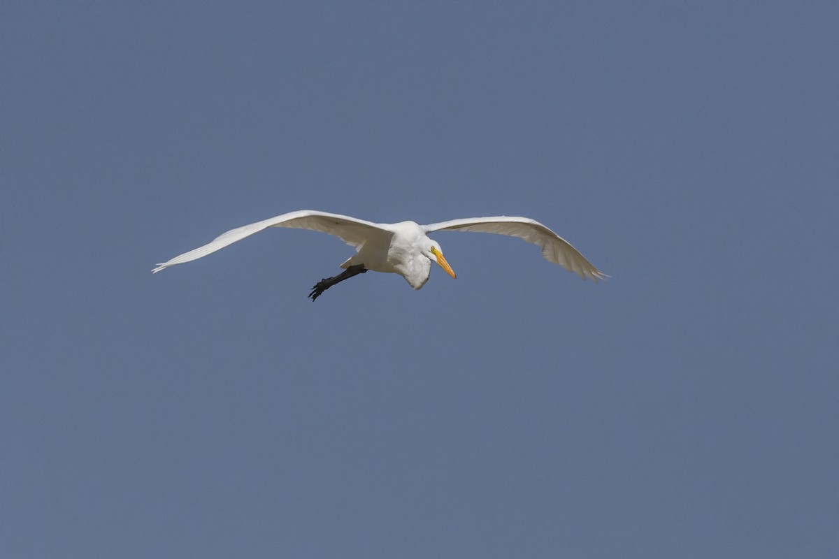 Great Egret - VERONICA ARAYA GARCIA