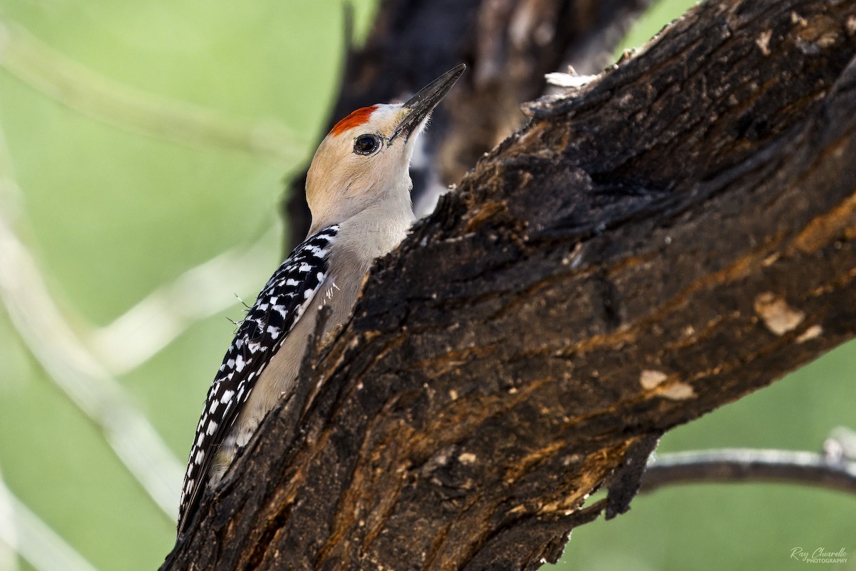 Gila Woodpecker - ML617565133
