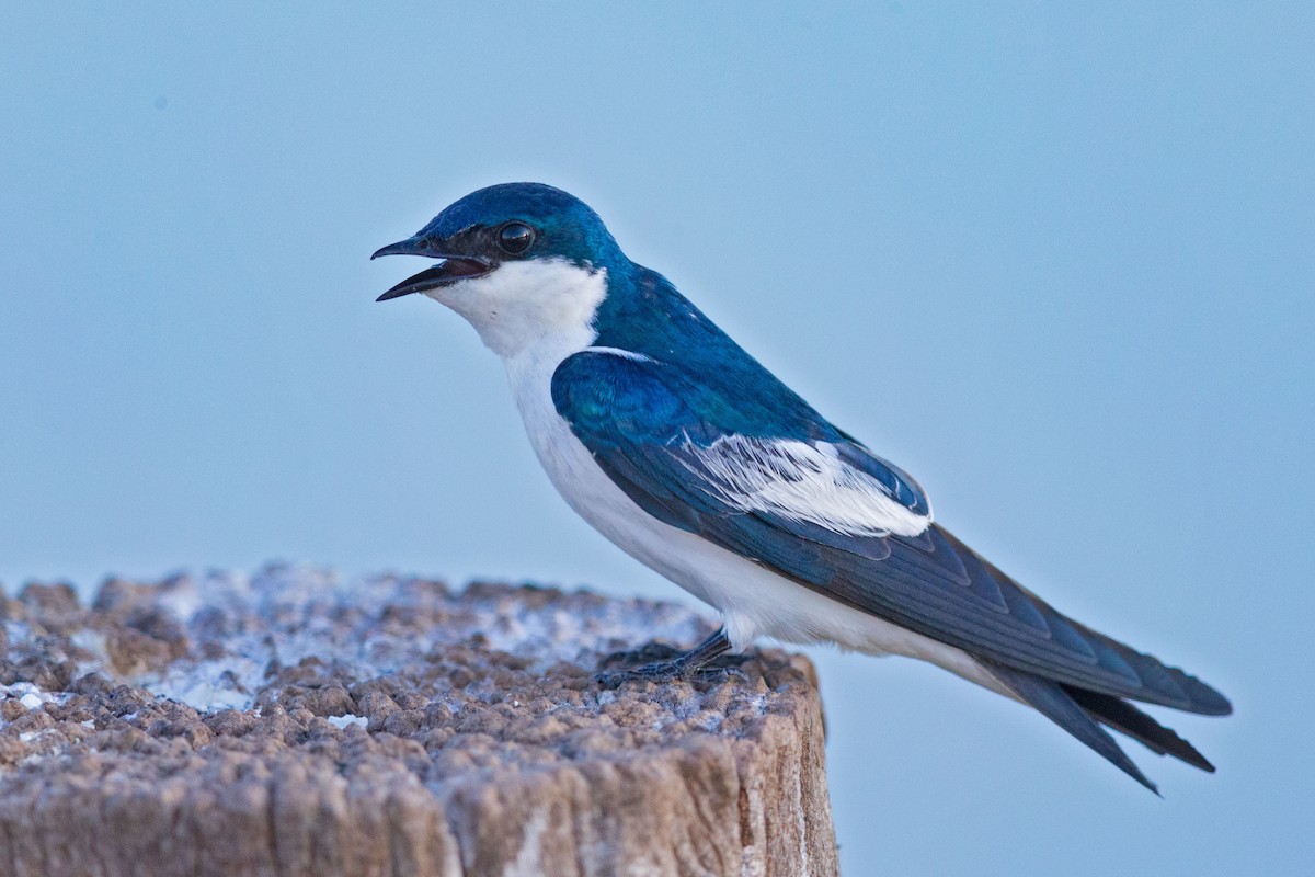 White-winged Swallow - ML617565162
