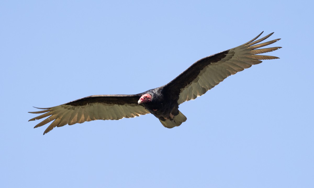 Turkey Vulture - ML617565253