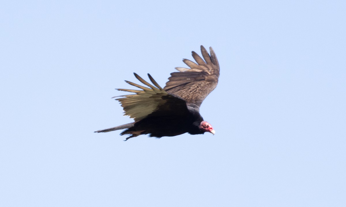 Turkey Vulture - ML617565254