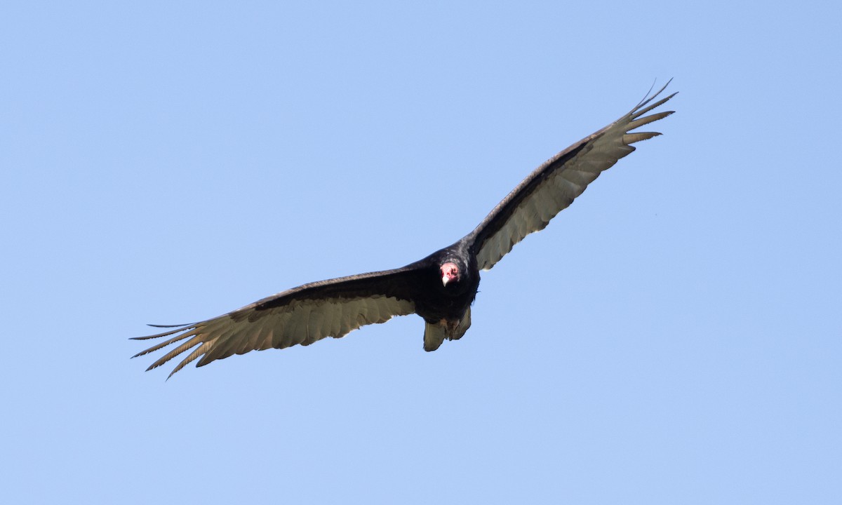 Turkey Vulture - ML617565255