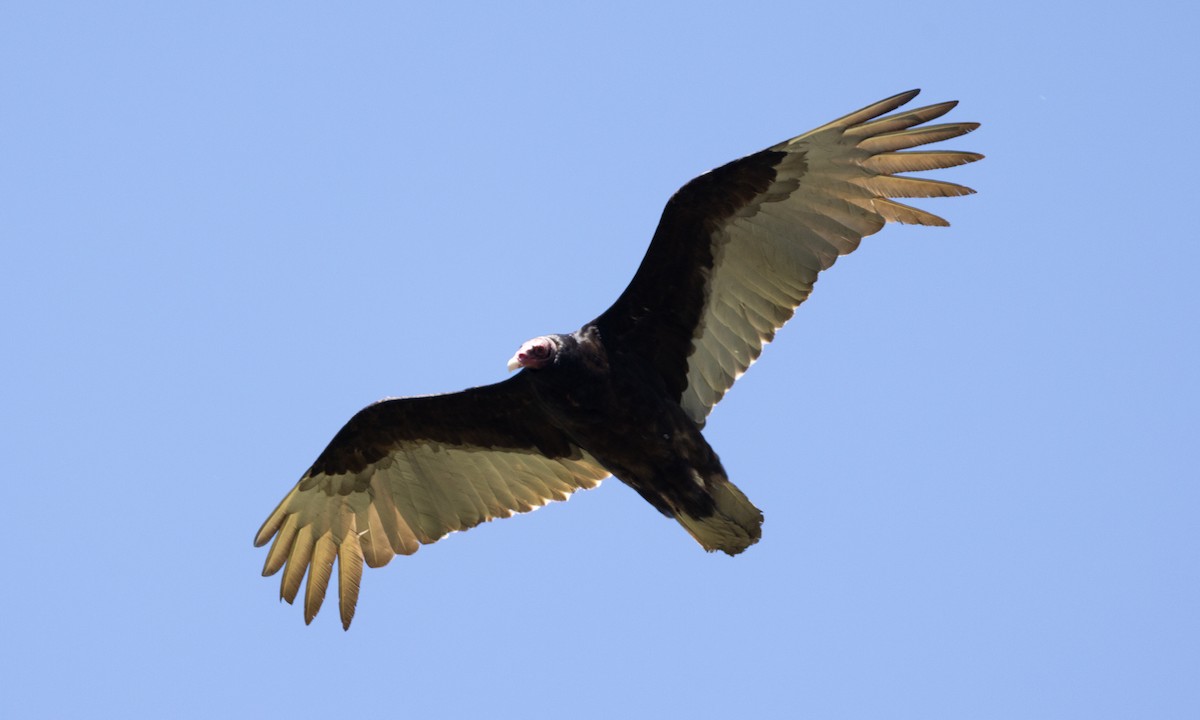 Turkey Vulture - ML617565256