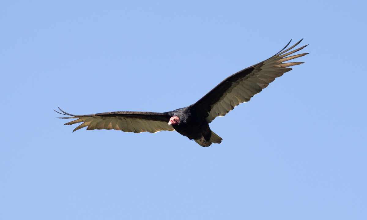 Turkey Vulture - ML617565257