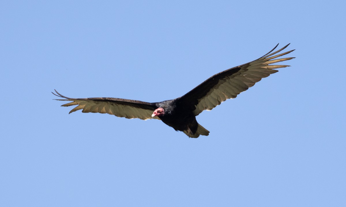 Turkey Vulture - ML617565258