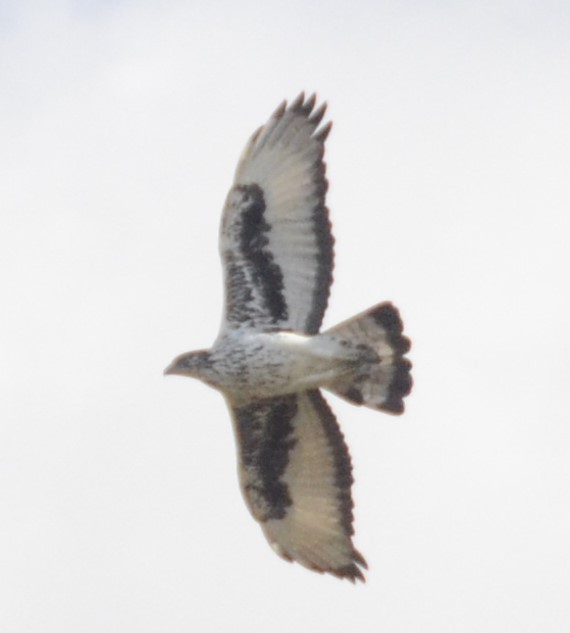 African Hawk-Eagle - Bill Hopping