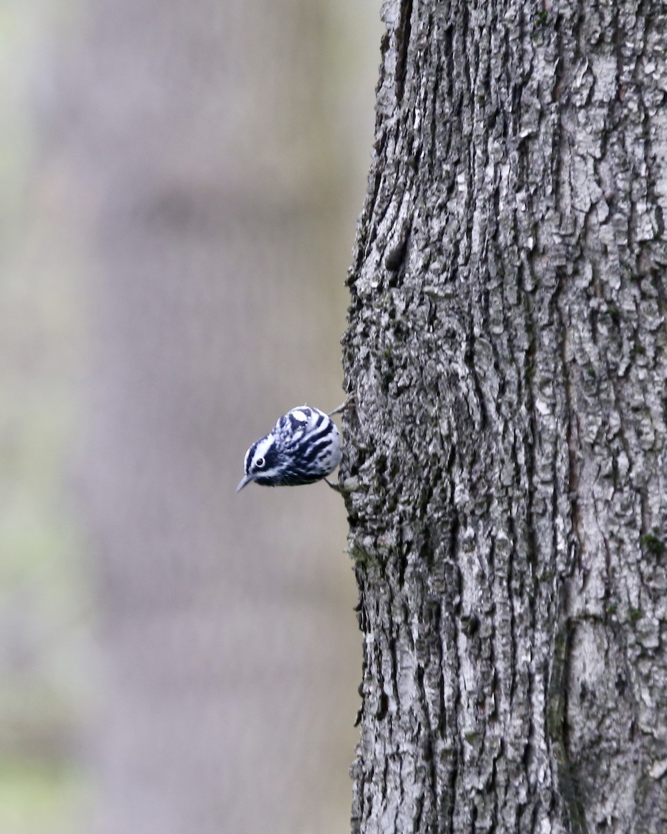 Black-and-white Warbler - ML617565267