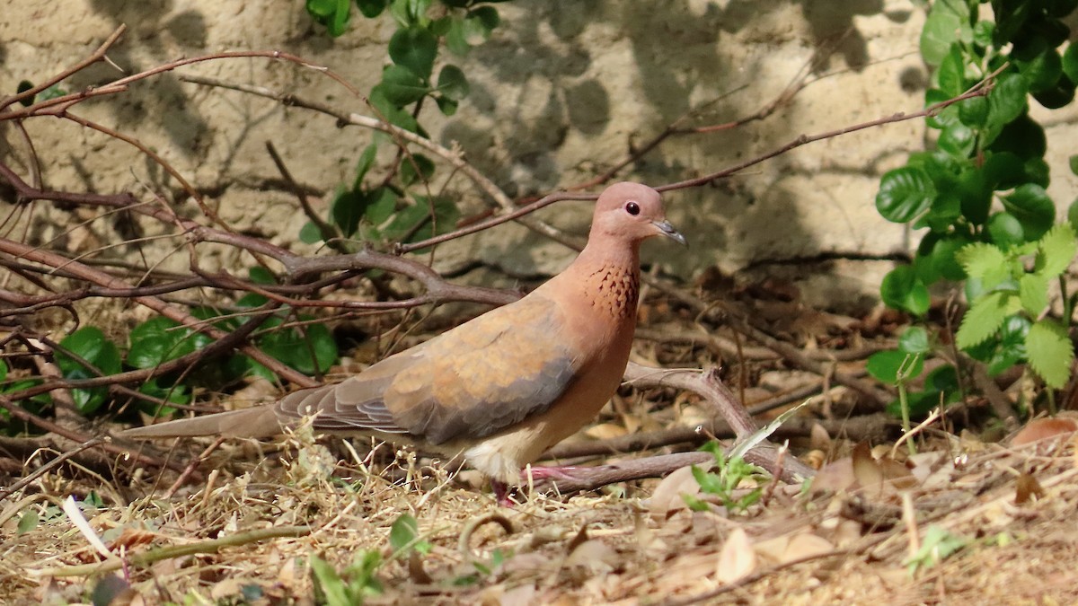 Laughing Dove - ML617565284