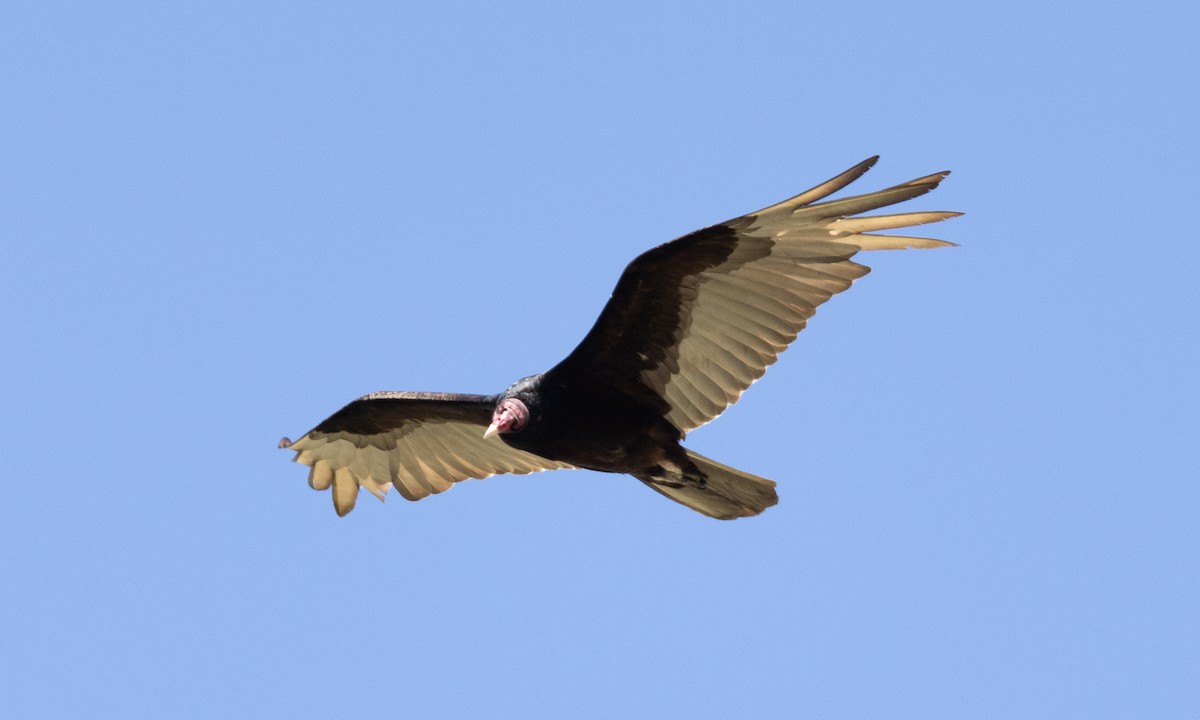Turkey Vulture - ML617565306