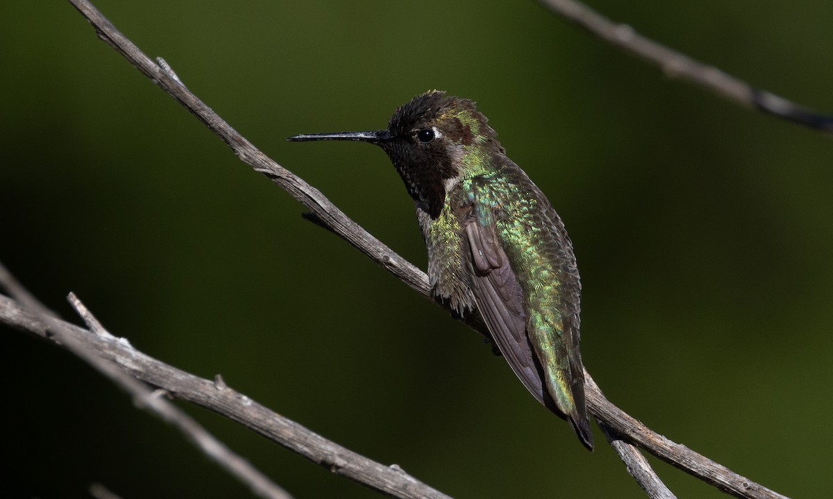 Anna's Hummingbird - ML617565328