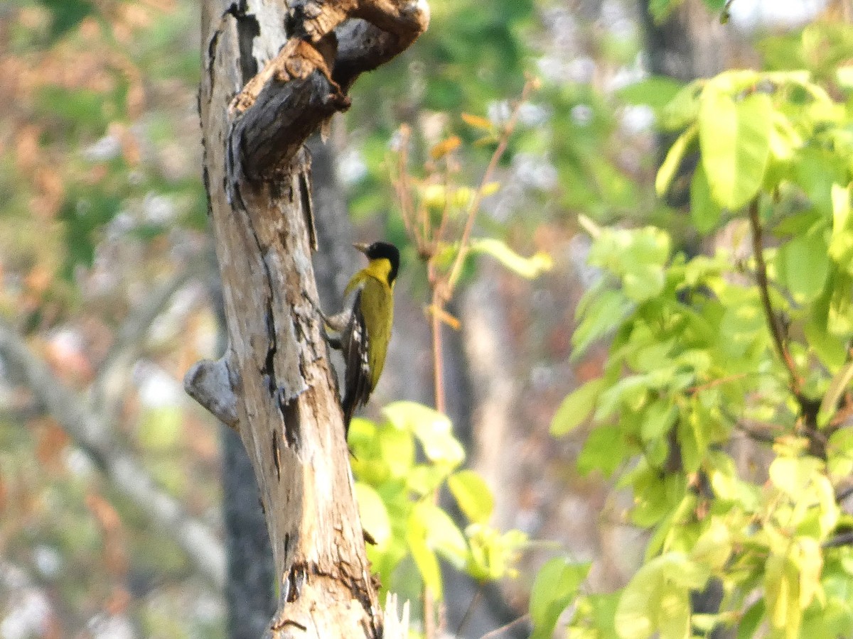 Black-headed Woodpecker - ML617565362
