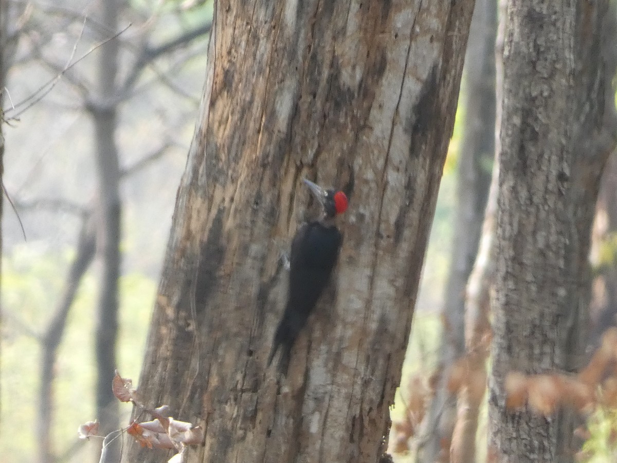 White-bellied Woodpecker - ML617565391