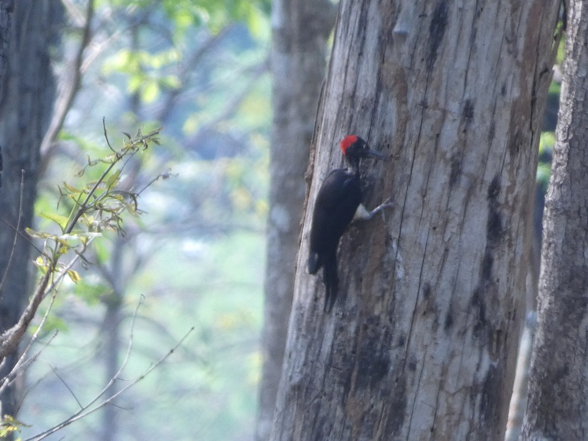 White-bellied Woodpecker - Mike Tuer