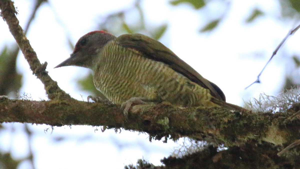 Fine-banded Woodpecker - ML617565398
