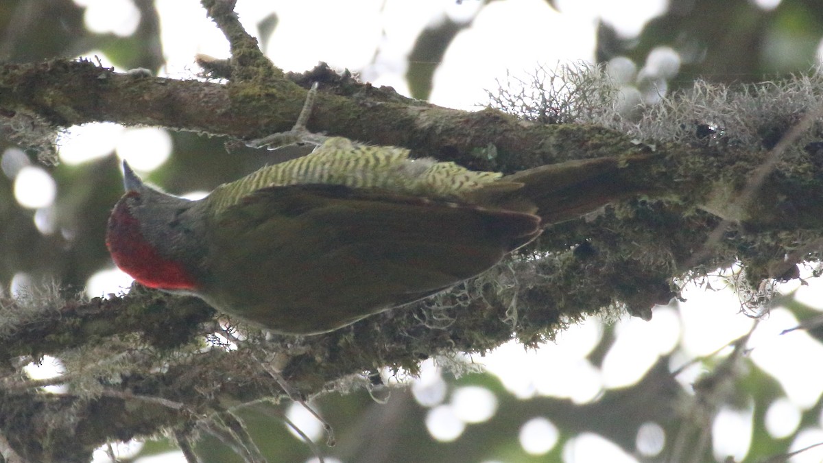 Fine-banded Woodpecker - Rick Folkening