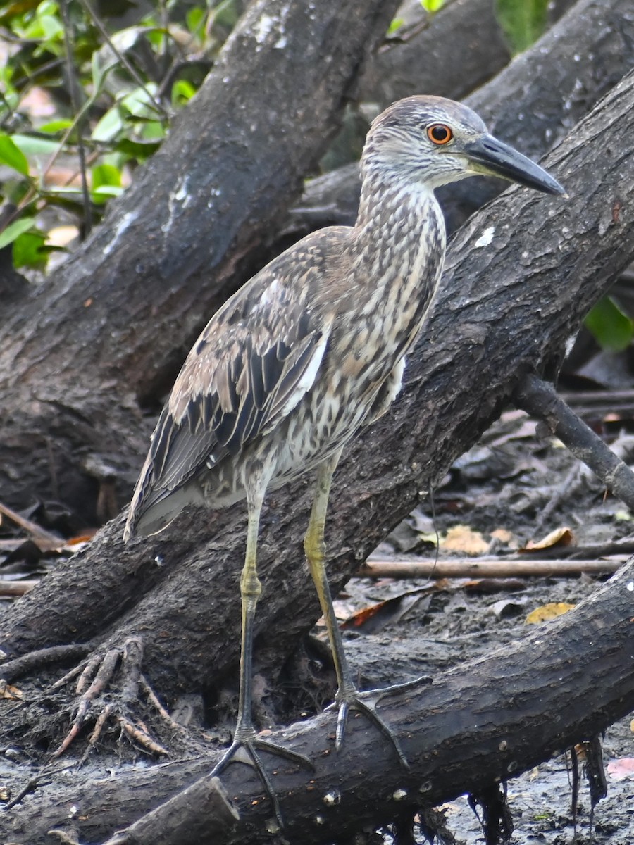Yellow-crowned Night Heron - Francois Cloutier