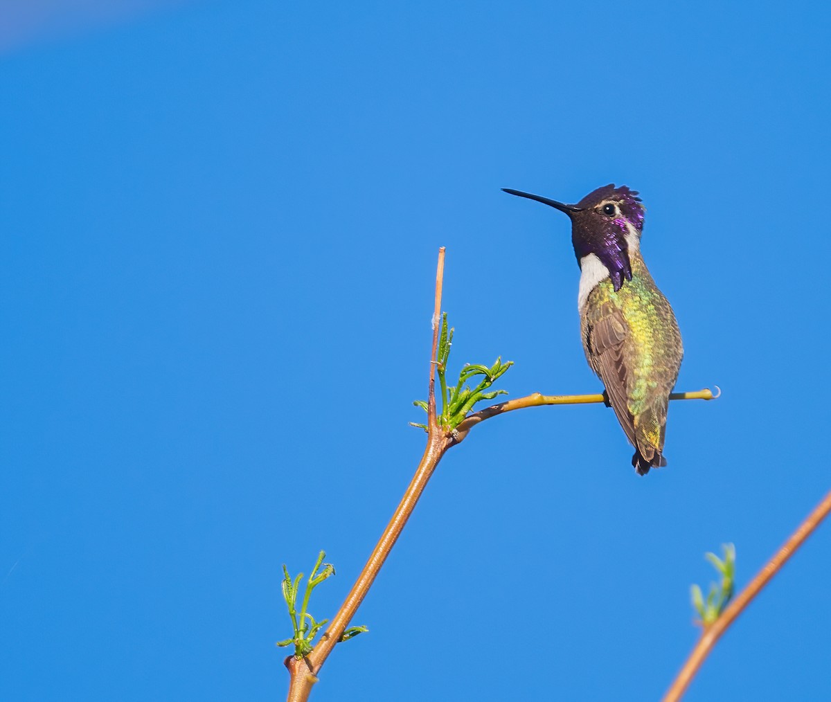 Costa's Hummingbird - Leah Turner