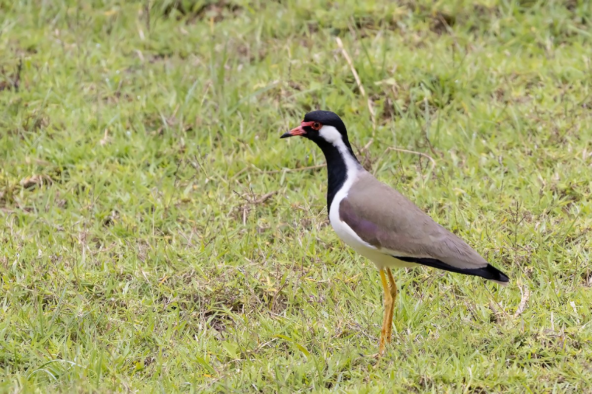 Red-wattled Lapwing - Niall D Perrins
